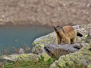 57 La marmotta si sente in pericolo,  fischia e rientra nella sua tana 